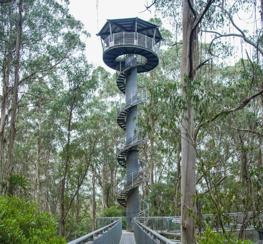 Otway Fly Treetop Adventures