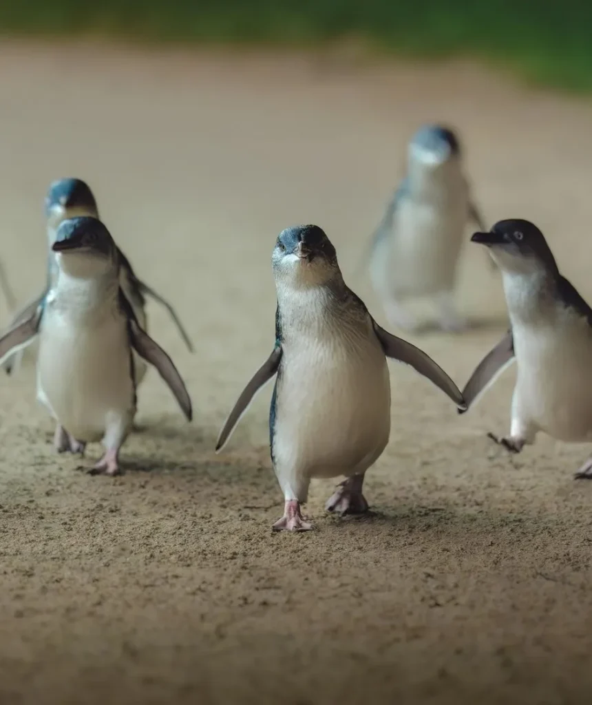 Penguin Parade