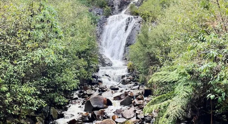 Explore Steavenson Falls