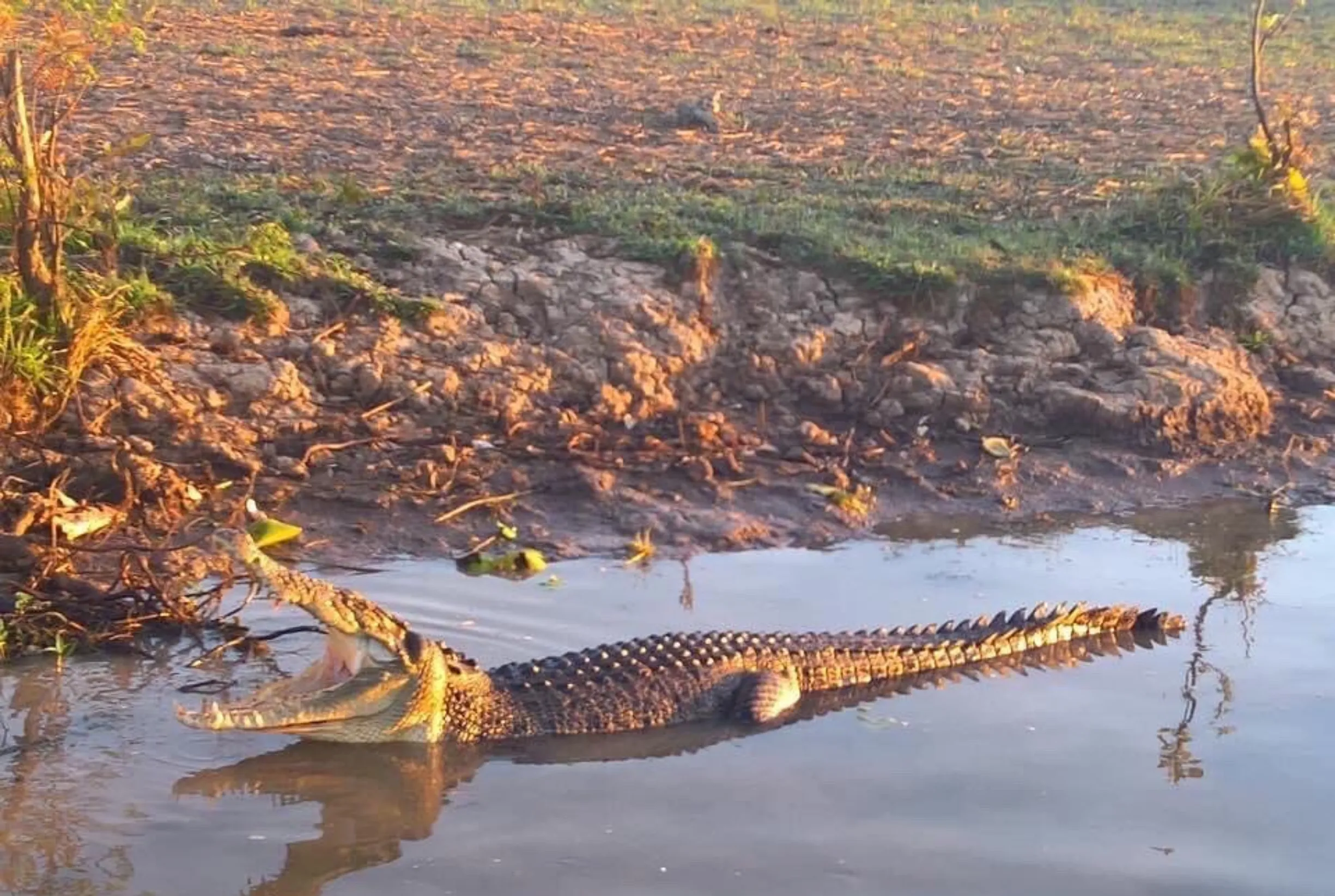 amazing wildlife, Kakadu