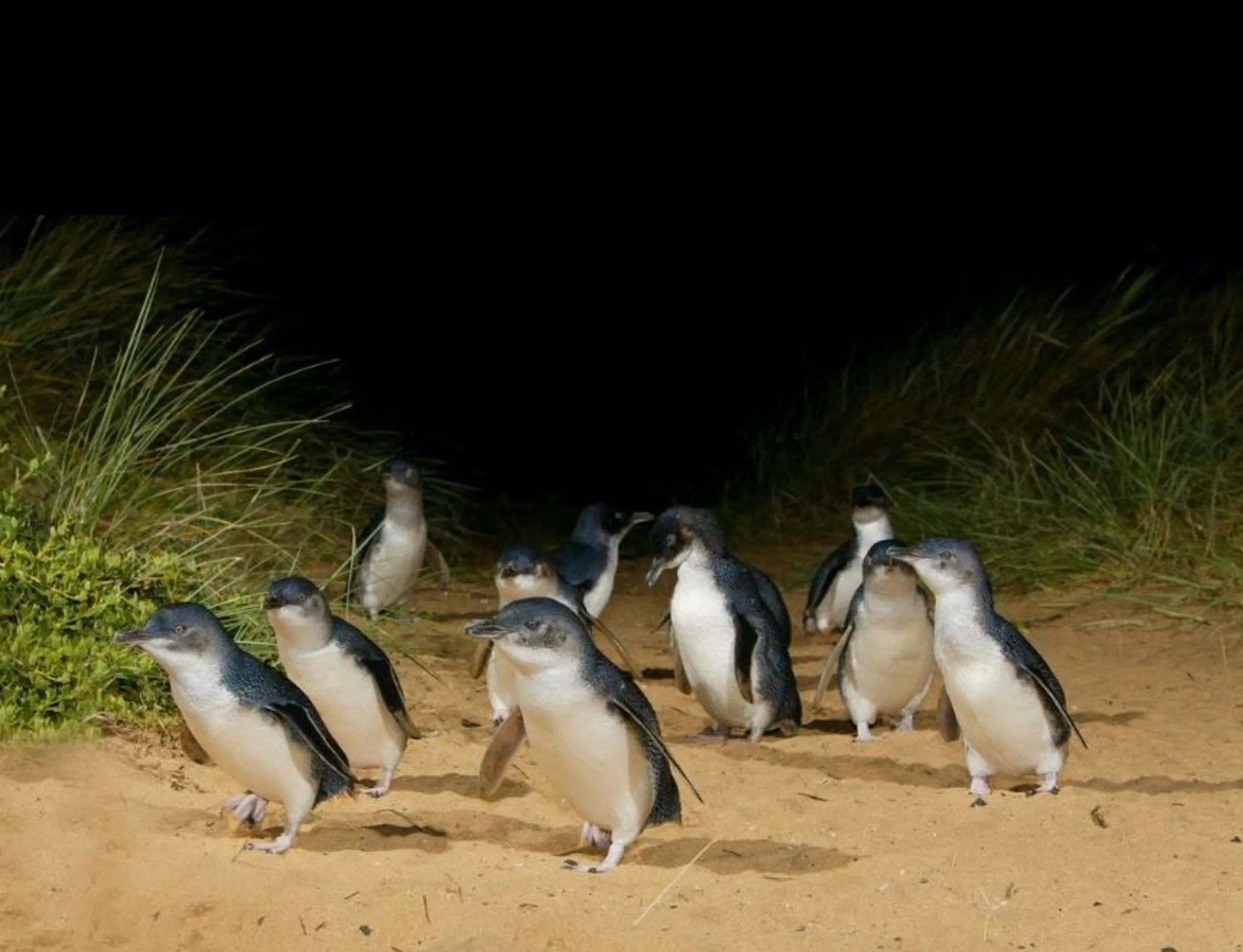 Phillip Island Penguin Parade tours