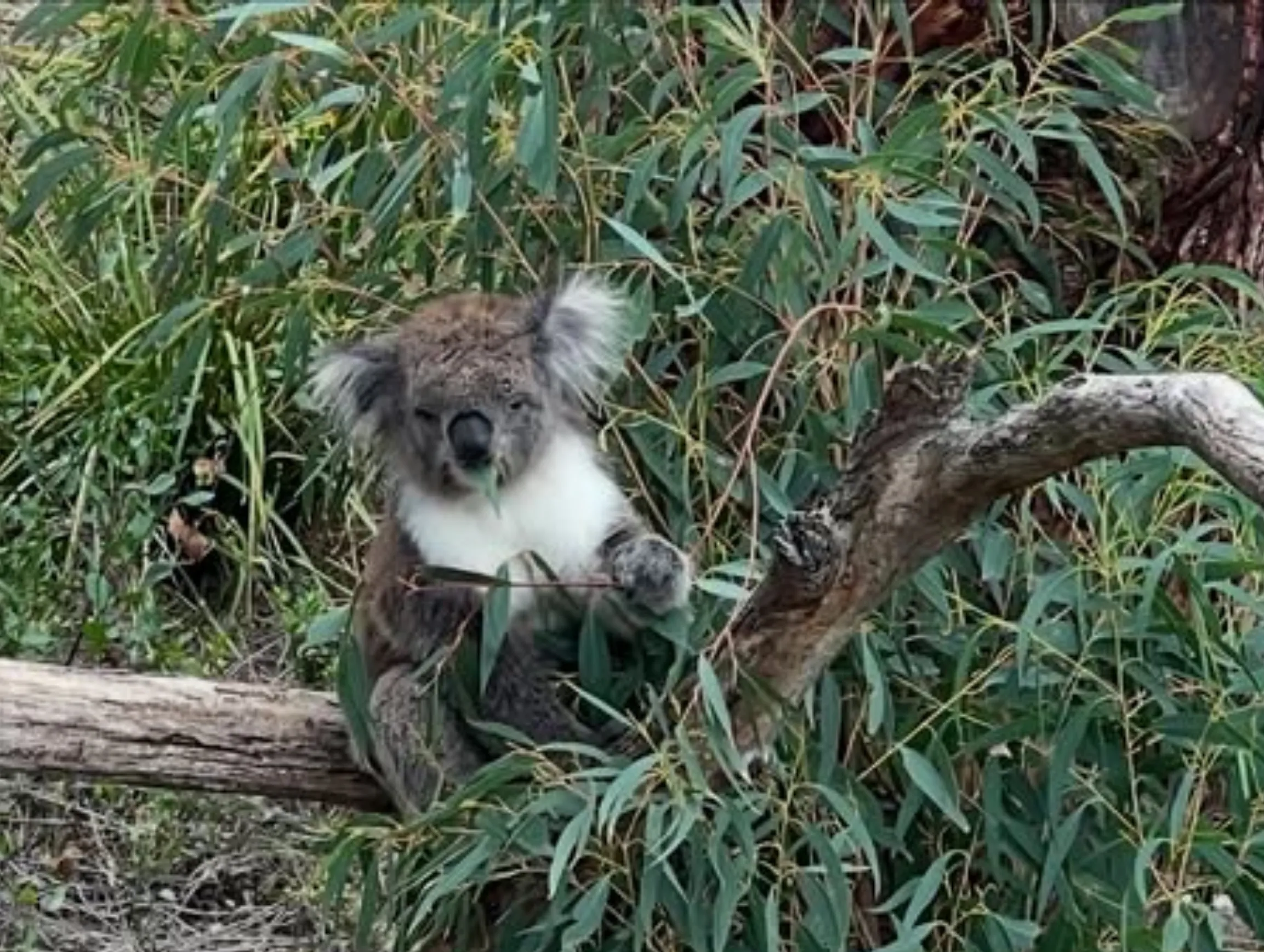 Phillip Island tours