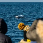 how to visit Phillip Island