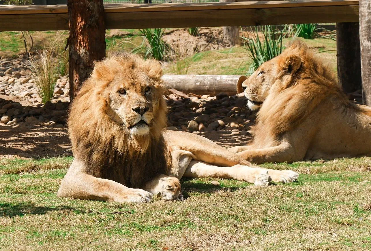 WAZA accredited zoos Australia