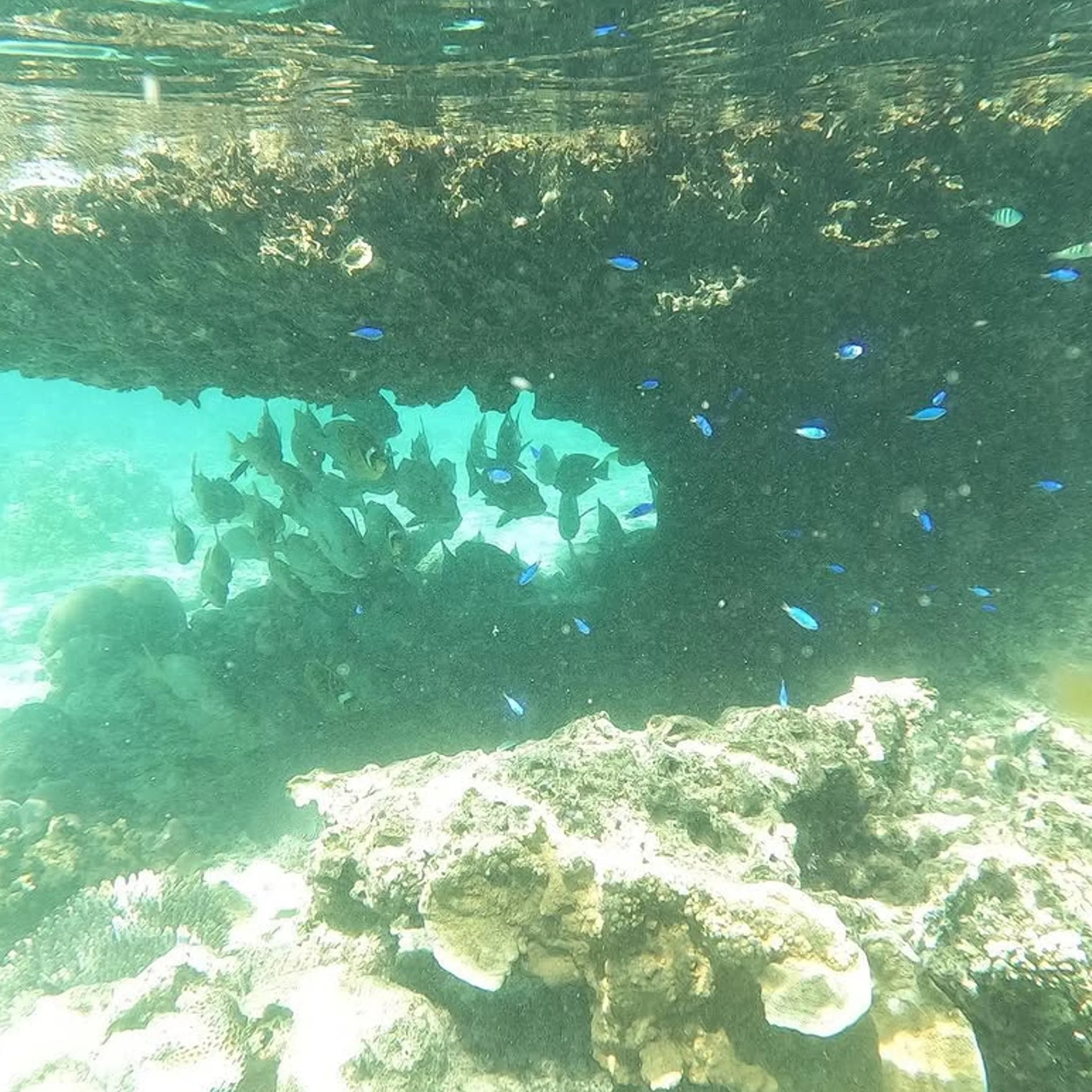 clear underwater reef with fish