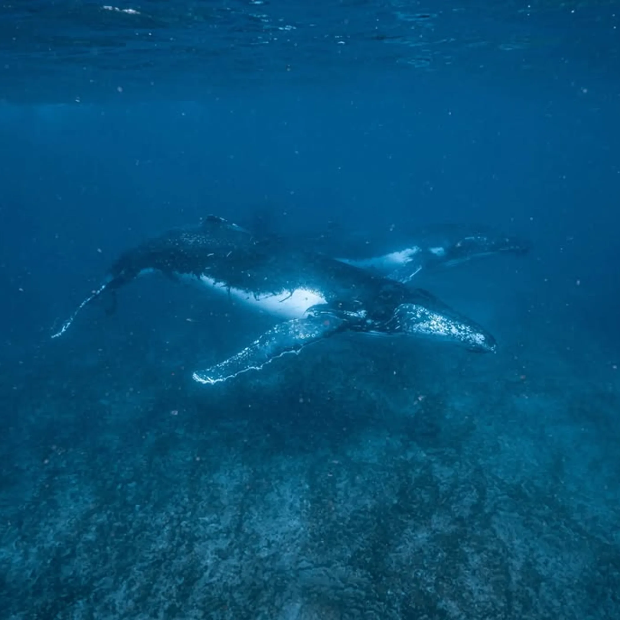 clear underwater marine life ningaloo reef